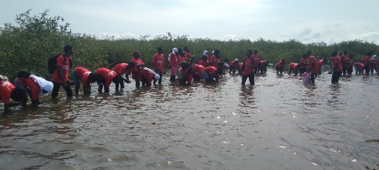 Action-Aid, Partners Launch Massive Mangrove Planting Exercise