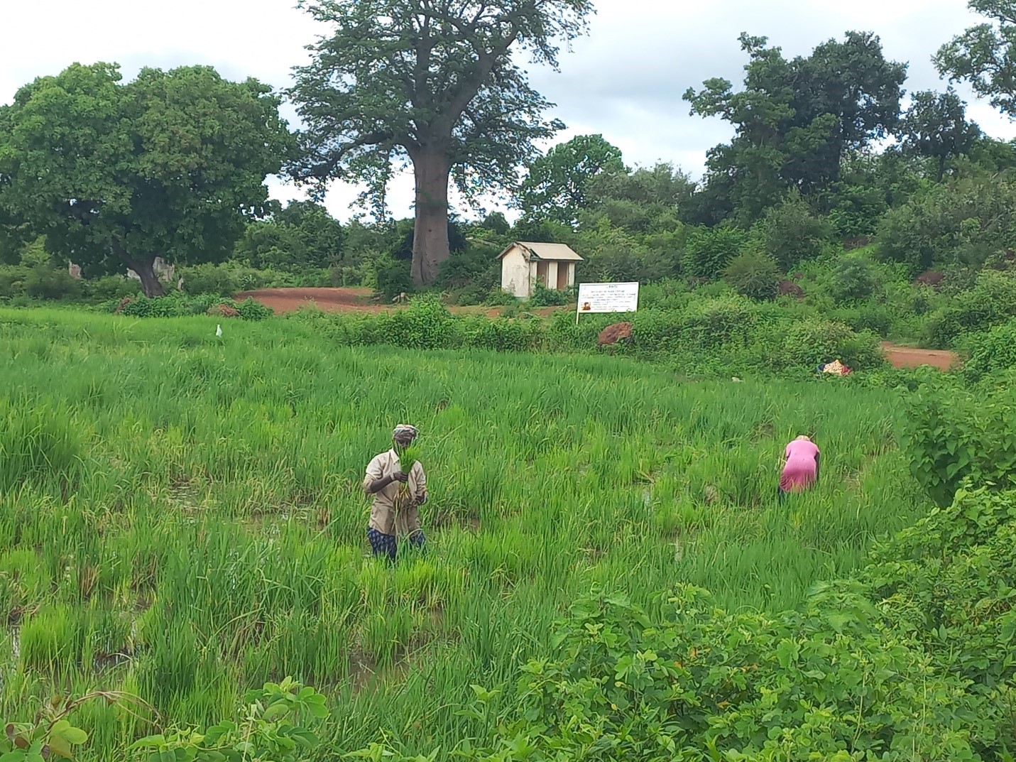 Rice Farmers in CRR Sound Alarm over Government Neglect